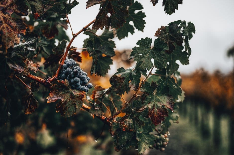 Sagra: Festa dell'Uva e del Vino di Carema, Carema