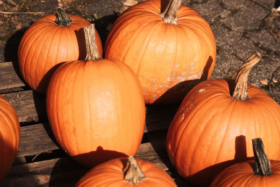 Sagra: Verrès è la Zucca, Verrès