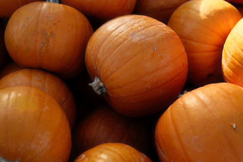 Festa: Festival dalla A alla Zucca, Acquaviva Picena