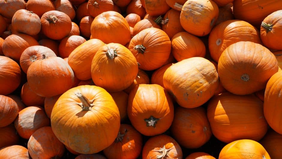 Sagra: Zucca in Piazza, Cengio