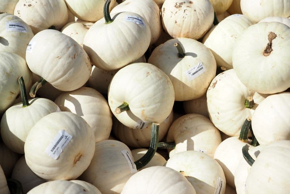 Festa: Festival dalla A alla Zucca, Acquaviva Picena