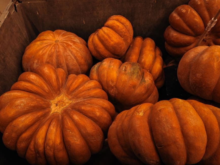 Sagra: Sagra della zucca