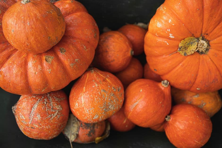 Sagra: Fuori di Zucca, Santa Maria Maggiore