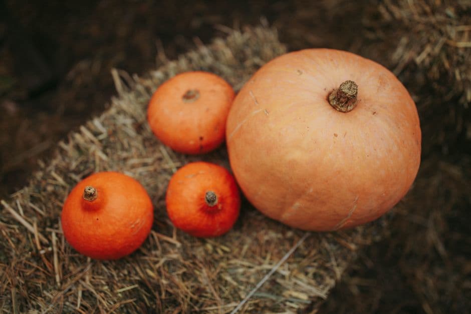Sagra: Sagra della Zucca, Sciolze